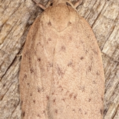 Garrha carnea at Melba, ACT - 4 Mar 2021 11:17 PM