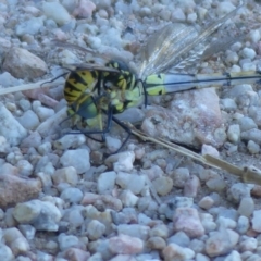 Vespula germanica (European wasp) at Jerrabomberra Wetlands - 8 Mar 2021 by SandraH