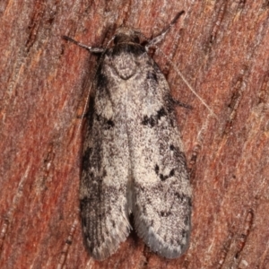 Philobota philostaura at Melba, ACT - 4 Mar 2021