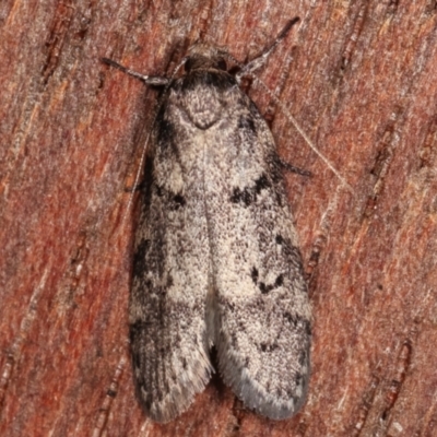 Philobota philostaura (A Concealer moth (Philobota group)) at Melba, ACT - 4 Mar 2021 by kasiaaus