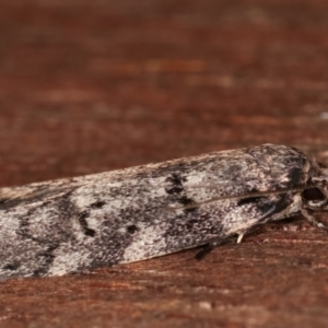 Philobota philostaura at Melba, ACT - 4 Mar 2021