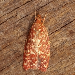 Syringoseca rhodoxantha at Melba, ACT - 4 Mar 2021