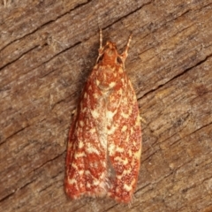 Syringoseca rhodoxantha (A concealer moth) at Melba, ACT - 4 Mar 2021 by kasiaaus