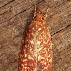 Syringoseca rhodoxantha at Melba, ACT - 4 Mar 2021