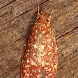 Syringoseca rhodoxantha at Melba, ACT - 4 Mar 2021