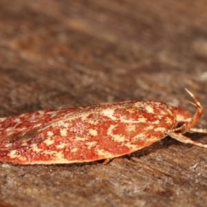 Syringoseca rhodoxantha at Melba, ACT - 4 Mar 2021