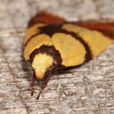 Heteroteucha translatella (Heteroteucha translatella) at Melba, ACT - 4 Mar 2021 by kasiaaus