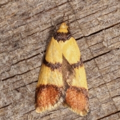 Heteroteucha translatella at Melba, ACT - 4 Mar 2021 11:28 PM