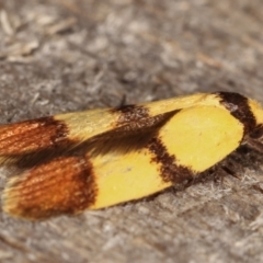 Heteroteucha translatella at Melba, ACT - 4 Mar 2021