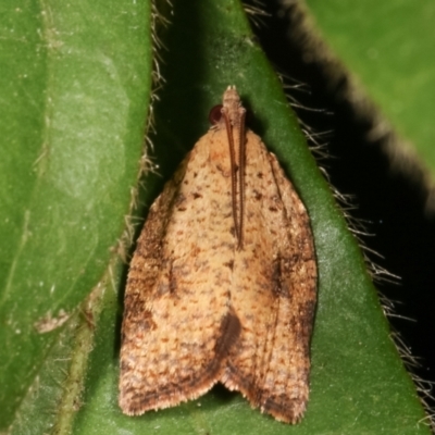Anisogona similana (A tortrix moth) at Melba, ACT - 4 Mar 2021 by kasiaaus