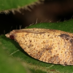 Anisogona similana at Melba, ACT - 4 Mar 2021