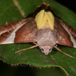 Niceteria macrocosma at Melba, ACT - 4 Mar 2021