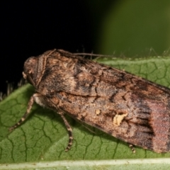 Proteuxoa microspila (Little Noctuid) at Melba, ACT - 4 Mar 2021 by kasiaaus