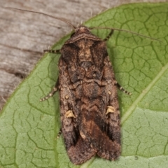 Proteuxoa microspila at Melba, ACT - 4 Mar 2021 11:35 PM