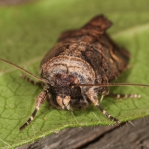 Proteuxoa microspila at Melba, ACT - 4 Mar 2021 11:35 PM