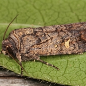 Proteuxoa microspila at Melba, ACT - 4 Mar 2021 11:35 PM