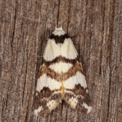 Thallarcha albicollis (Crossed Footman) at Melba, ACT - 4 Mar 2021 by kasiaaus