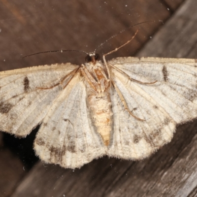 Unplaced externaria (Mahogany Bark Moth (formerly Hypomecis externaria)) at Melba, ACT - 4 Mar 2021 by kasiaaus