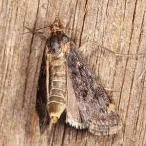 Achyra affinitalis at Melba, ACT - 5 Mar 2021 12:01 AM