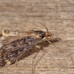 Achyra affinitalis at Melba, ACT - 5 Mar 2021 12:01 AM