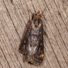 Achyra affinitalis at Melba, ACT - 5 Mar 2021 12:01 AM