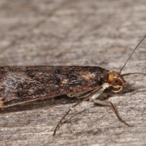 Achyra affinitalis at Melba, ACT - 5 Mar 2021 12:01 AM