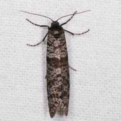 Lepidoscia (genus) (Unidentified cone case moth) at Melba, ACT - 4 Mar 2021 by kasiaaus