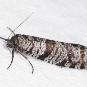 Lepidoscia adelopis, annosella and similar species at Melba, ACT - 5 Mar 2021