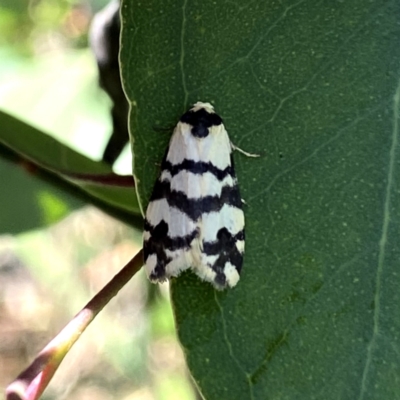 Thallarcha trissomochla (Yellow Crossed Footman) at Googong, NSW - 4 Mar 2021 by Wandiyali