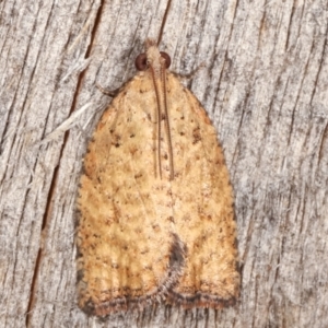 Tortricinae (subfamily) at Melba, ACT - 5 Mar 2021