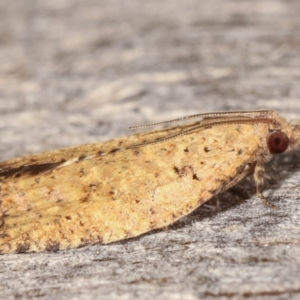 Tortricinae (subfamily) at Melba, ACT - 5 Mar 2021