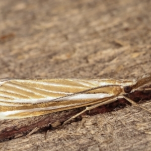 Hednota species near grammellus at Melba, ACT - 5 Mar 2021 12:50 AM