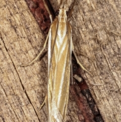 Hednota species near grammellus at Melba, ACT - 5 Mar 2021