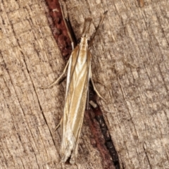 Hednota species near grammellus at Melba, ACT - 5 Mar 2021