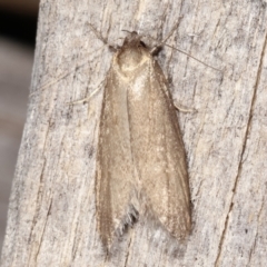 Palimmeces undescribed species near concolor at Melba, ACT - 4 Mar 2021 by kasiaaus