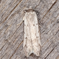 Philobota scitula (A Concealer moth) at Melba, ACT - 5 Mar 2021 by kasiaaus