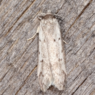 Philobota scitula (A Concealer moth) at Melba, ACT - 4 Mar 2021 by kasiaaus