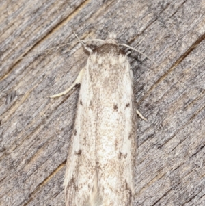 Philobota scitula at Melba, ACT - 5 Mar 2021