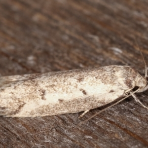 Philobota scitula at Melba, ACT - 5 Mar 2021