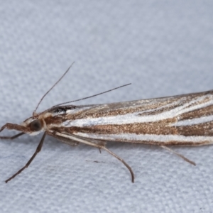 Hednota species near grammellus at Melba, ACT - 5 Mar 2021 12:53 AM