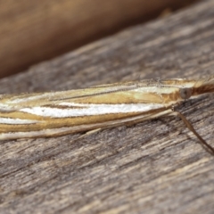 Hednota species near grammellus at Melba, ACT - 5 Mar 2021