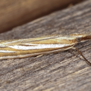 Hednota species near grammellus at Melba, ACT - 5 Mar 2021 12:58 AM