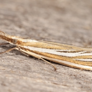 Hednota species near grammellus at Melba, ACT - 5 Mar 2021 12:58 AM