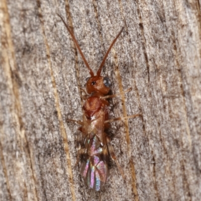 Apocrita (suborder) (Unidentified wasp) at Melba, ACT - 4 Mar 2021 by kasiaaus