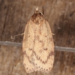 Heliocausta undescribed species (A Concealer moth (Wingia group)) at Melba, ACT - 5 Mar 2021 by kasiaaus