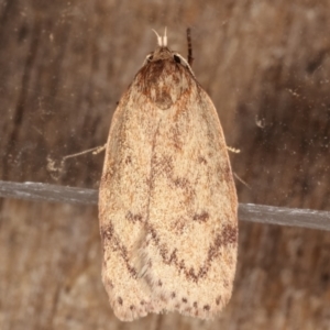 Heliocausta undescribed species at Melba, ACT - 5 Mar 2021 01:01 AM