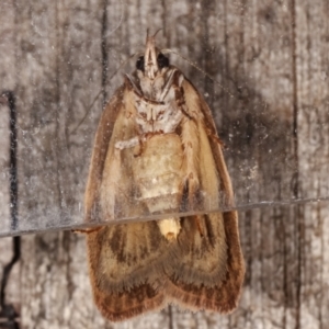 Heliocausta undescribed species at Melba, ACT - 5 Mar 2021