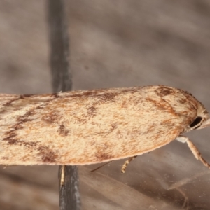 Heliocausta undescribed species at Melba, ACT - 5 Mar 2021