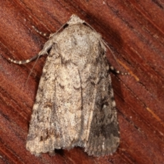 Proteuxoa capularis (Half-moon Noctuid) at Melba, ACT - 5 Mar 2021 by kasiaaus