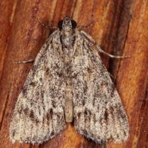 Spectrotrota fimbrialis at Melba, ACT - 5 Mar 2021 10:46 PM